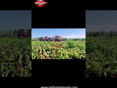 Processo de produção da pasta de tomate de tambor de Xinjiang: da colheita à conservação